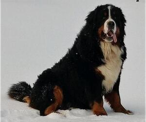 Father of the Bernese Mountain Dog puppies born on 10/15/2023