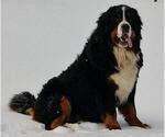 Small Photo #1 Bernese Mountain Dog Puppy For Sale in CANON CITY, CO, USA