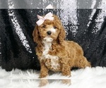 Puppy Candy AKC Poodle (Miniature)