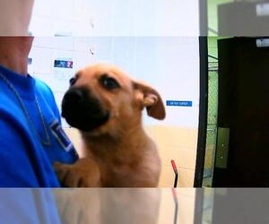 German Shepherd Dog Dogs for adoption in Tulsa, OK, USA