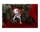 Small Photo #14 Australian Cattle Dog-Catahoula Leopard Dog Mix Puppy For Sale in WELLMAN, IA, USA