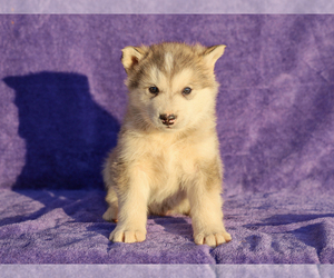 Alaskan Malamute Puppy for sale in LIBERTY, KY, USA