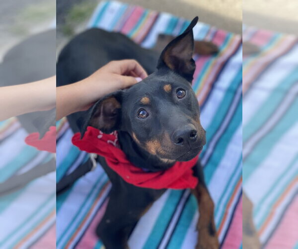 Medium Photo #2 Miniature Pinscher-Unknown Mix Puppy For Sale in Mount Laurel, NJ, USA