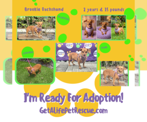 Brookie - Female Dachshund Dog for Adoption - Photo #21