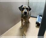Small Catahoula Leopard Dog Mix