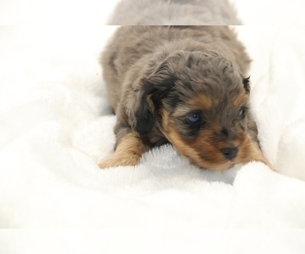 Medium Photo #5 Cockapoo Puppy For Sale in RIPLEY, TN, USA