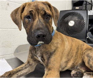 Mutt Dogs for adoption in San Bernardino, CA, USA