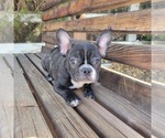 Small #3 French Bulldog