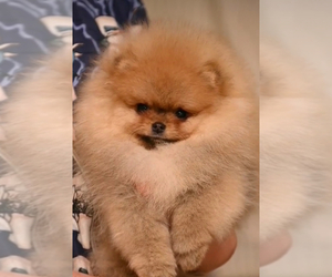 Father of the Pomeranian puppies born on 04/06/2025
