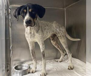 Catahoula Leopard Dog-Unknown Mix Dogs for adoption in San Antonio, TX, USA