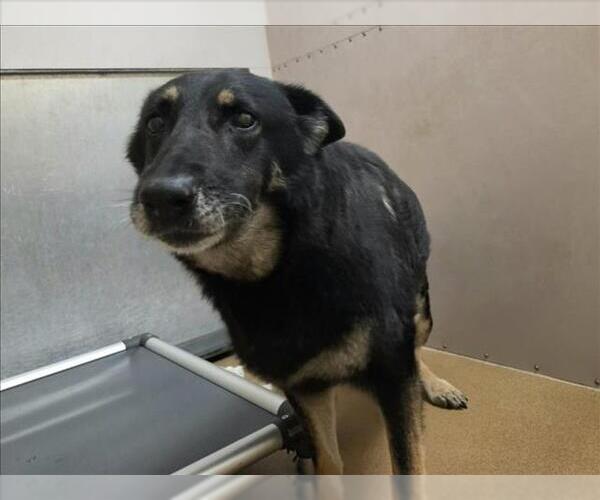 Medium Photo #1 German Shepherd Dog Puppy For Sale in Martinez, CA, USA