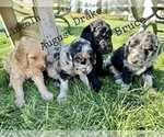 Small Photo #10 Goldendoodle Puppy For Sale in ALLENDALE, MI, USA
