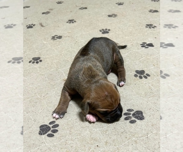 Medium Photo #12 Rhodesian Ridgeback Puppy For Sale in FAIRPLAY, CO, USA