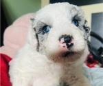 Small #6 Sheepadoodle