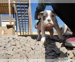 Small Photo #7 Olde English Bulldogge Puppy For Sale in CO SPGS, CO, USA
