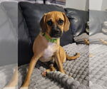 Small #2 Puggle