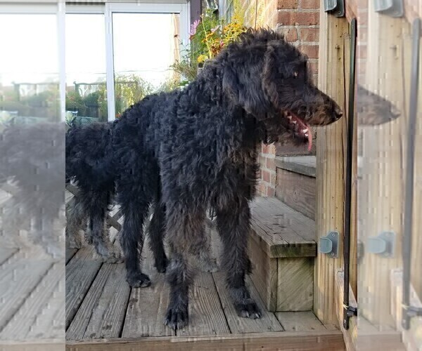 Medium Photo #8 Labradoodle Puppy For Sale in CHICAGO, IL, USA
