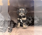Small Photo #1 Bernedoodle Puppy For Sale in SAINT LOUIS, MO, USA