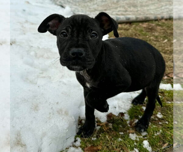 Medium Photo #1 American Pit Bull Terrier-American Staffordshire Terrier Mix Puppy For Sale in Chester, VA, USA