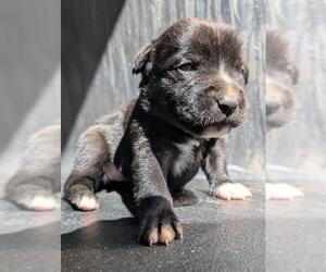 American Staffordshire Terrier-Unknown Mix Dogs for adoption in San Antonio, TX, USA
