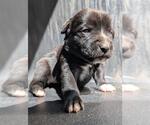 Small American Staffordshire Terrier Mix