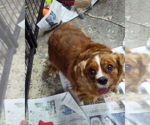 Cavalier King Charles Spaniel Dogs for adoption in Mukwonago, WI, USA