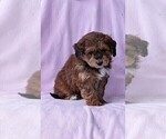 Small Photo #5 Aussie-Poo Puppy For Sale in DUNNVILLE, KY, USA