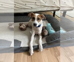 Small #1 Brittany Mix