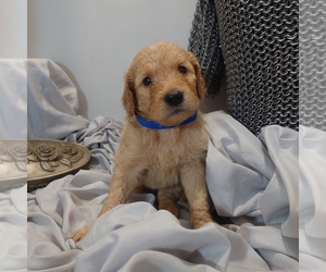 Goldendoodle Puppy for sale in PEYTON, CO, USA