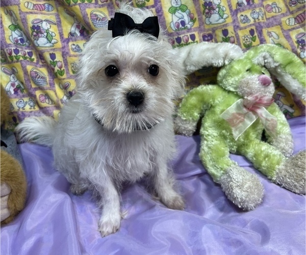 Medium Photo #2 Maltipoo Puppy For Sale in LANCASTER, MO, USA