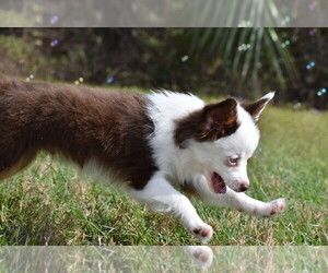 Miniature Australian Shepherd Puppy for sale in PALM COAST, FL, USA