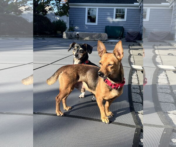 Medium Photo #14 Rat-Cha Puppy For Sale in Oakhurst, NJ, USA