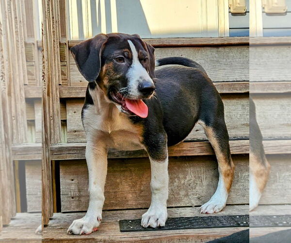 Medium Photo #4 Catahoula Leopard Dog-Unknown Mix Puppy For Sale in Chicago, IL, USA