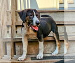 Small #3 Catahoula Leopard Dog Mix