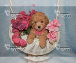 Small #15 Poodle (Toy)