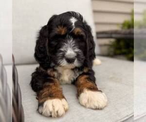 Bernedoodle (Miniature) Puppy for sale in GAP, PA, USA