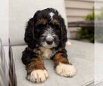 Small Bernedoodle (Miniature)
