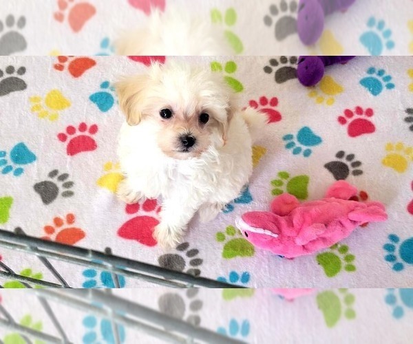 Medium Photo #14 Maltipoo (Toy) Puppy For Sale in ORO VALLEY, AZ, USA