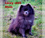 Small Photo #8 Pomeranian Puppy For Sale in BUFORD, GA, USA