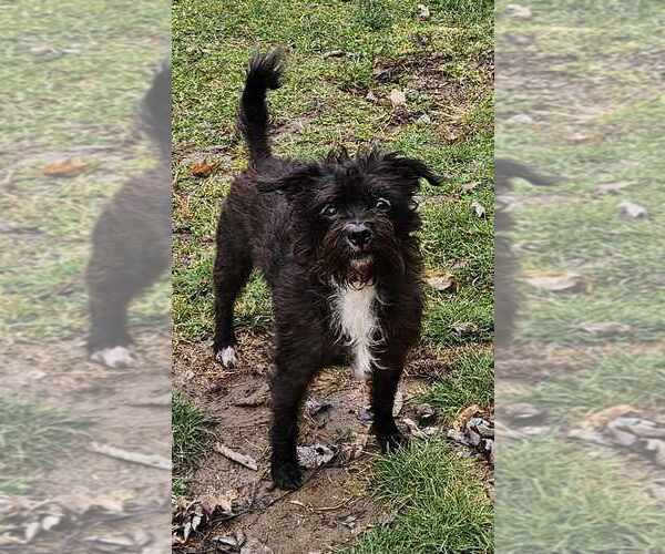 Medium Photo #1 Mutt Puppy For Sale in Columbus, IN, USA