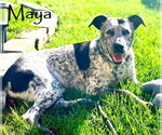 Small Photo #4 Bluetick Coonhound-German Shorthaired Pointer Mix Puppy For Sale in San Diego, CA, USA