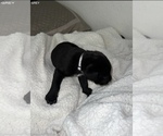 Small Photo #19 Cane Corso Puppy For Sale in TRACY, CA, USA