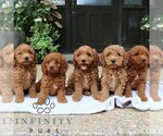 Small #1 Goldendoodle (Miniature)