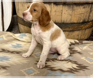 Brittany Puppy for sale in ORRUM, NC, USA