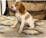 Image preview for Ad Listing. Nickname: Toby