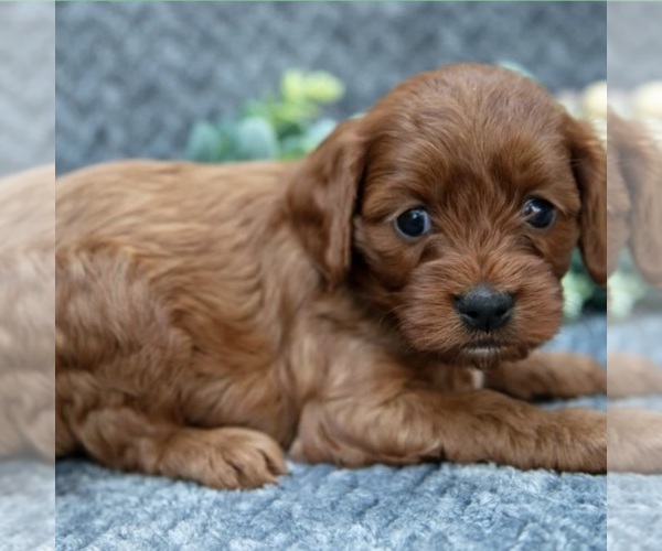 Medium Photo #3 Cavapoo Puppy For Sale in CEDAR CITY, UT, USA