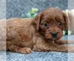 Small #2 Cavapoo