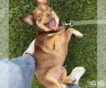 Small #5 Basset Hound Mix