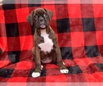 Small Photo #23 Boxer Puppy For Sale in CHILHOWEE, MO, USA