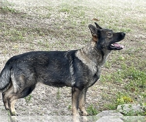 Mother of the German Shepherd Dog puppies born on 04/02/2021